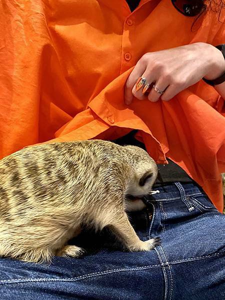 肉球森林初訪 - 38