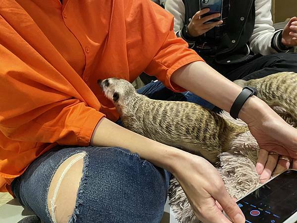 肉球森林初訪 - 36