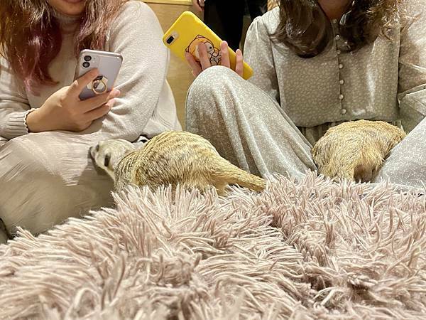 肉球森林初訪 - 31