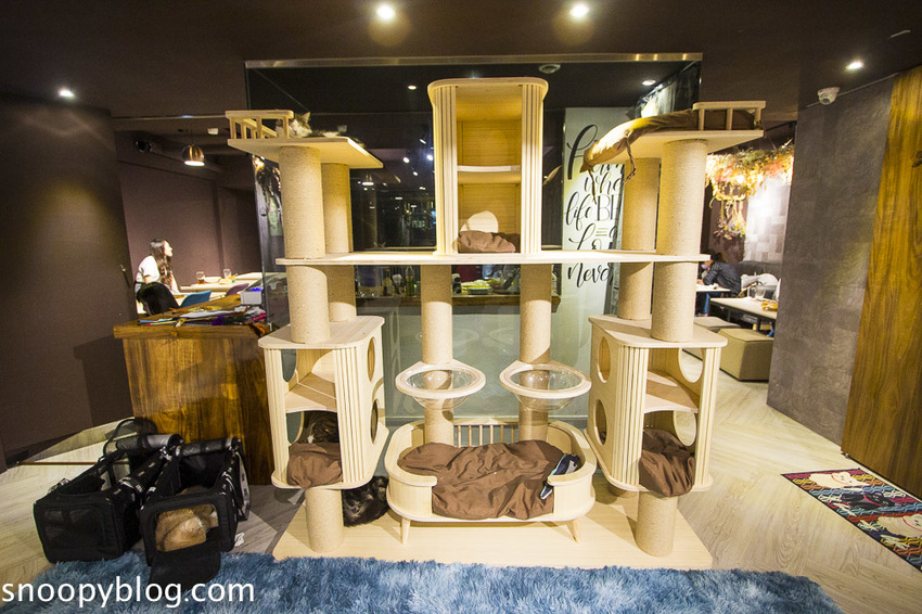 台北狐獴主題餐廳｜肉球森林～獅子王裡的丁滿真實現身，能與貓咪、狐獴與大嘴鳥親密互動超級療癒