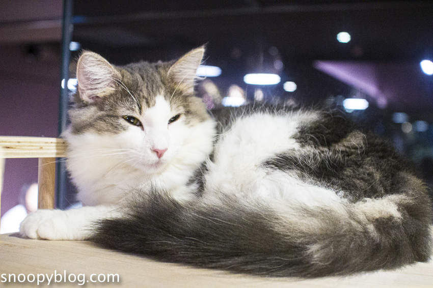 台北狐獴主題餐廳｜肉球森林～獅子王裡的丁滿真實現身，能與貓咪、狐獴與大嘴鳥親密互動超級療癒