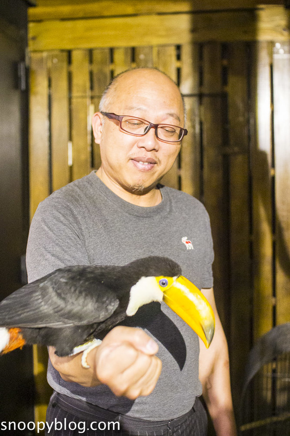 台北狐獴主題餐廳｜肉球森林～獅子王裡的丁滿真實現身，能與貓咪、狐獴與大嘴鳥親密互動超級療癒