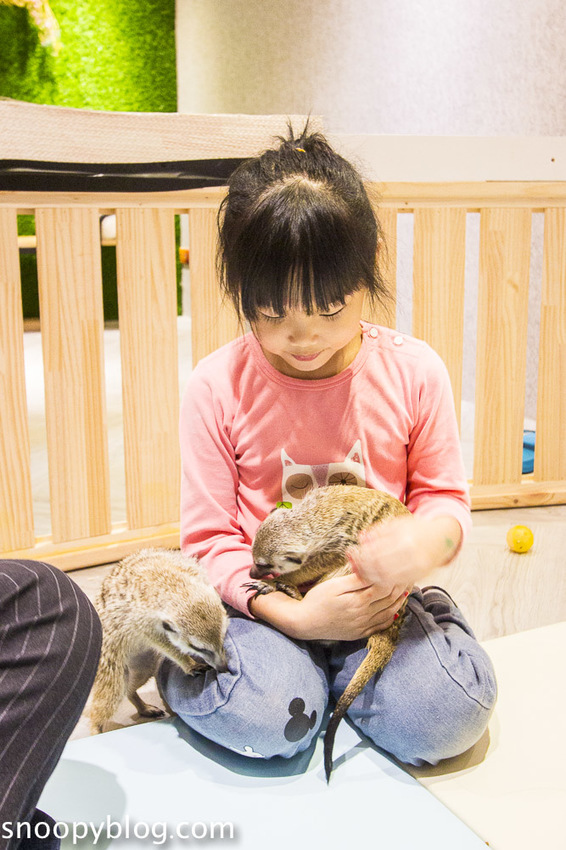台北狐獴主題餐廳｜肉球森林～獅子王裡的丁滿真實現身，能與貓咪、狐獴與大嘴鳥親密互動超級療癒