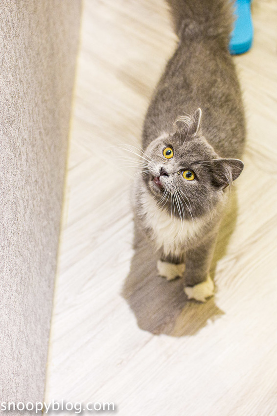 台北狐獴主題餐廳｜肉球森林～獅子王裡的丁滿真實現身，能與貓咪、狐獴與大嘴鳥親密互動超級療癒