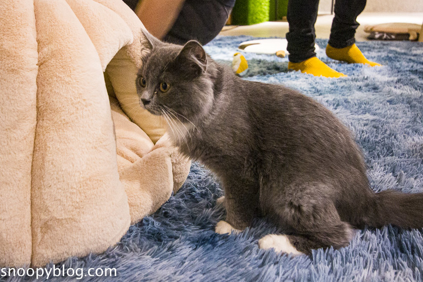 台北狐獴主題餐廳｜肉球森林～獅子王裡的丁滿真實現身，能與貓咪、狐獴與大嘴鳥親密互動超級療癒