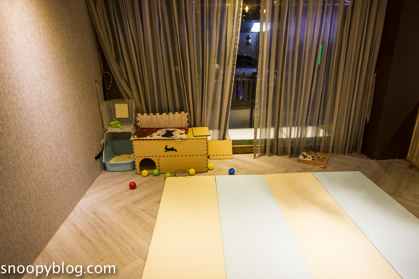 台北狐獴主題餐廳｜肉球森林～獅子王裡的丁滿真實現身，能與貓咪、狐獴與大嘴鳥親密互動超級療癒