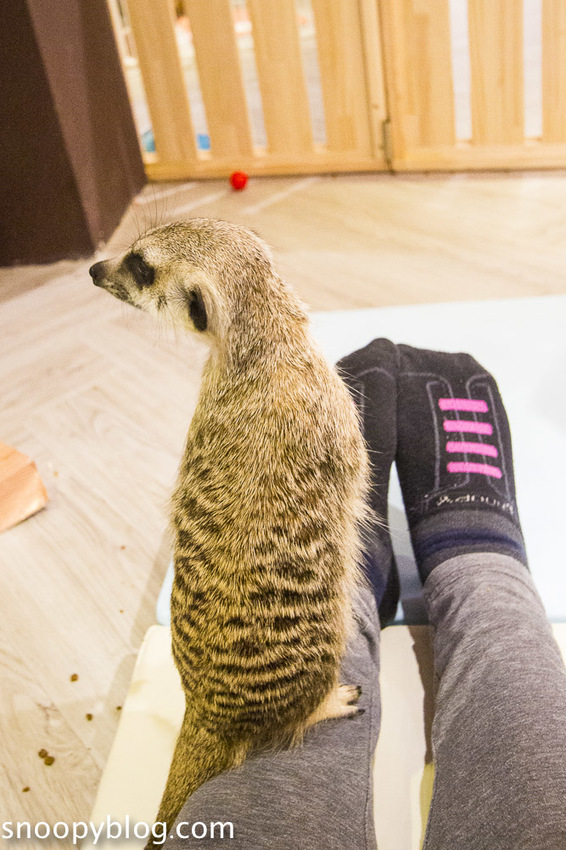 台北狐獴主題餐廳｜肉球森林～獅子王裡的丁滿真實現身，能與貓咪、狐獴與大嘴鳥親密互動超級療癒