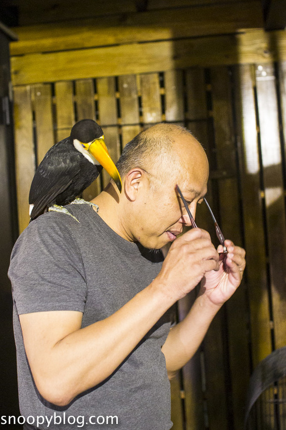 台北狐獴主題餐廳｜肉球森林～獅子王裡的丁滿真實現身，能與貓咪、狐獴與大嘴鳥親密互動超級療癒