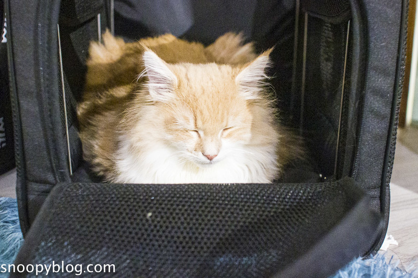 台北狐獴主題餐廳｜肉球森林～獅子王裡的丁滿真實現身，能與貓咪、狐獴與大嘴鳥親密互動超級療癒