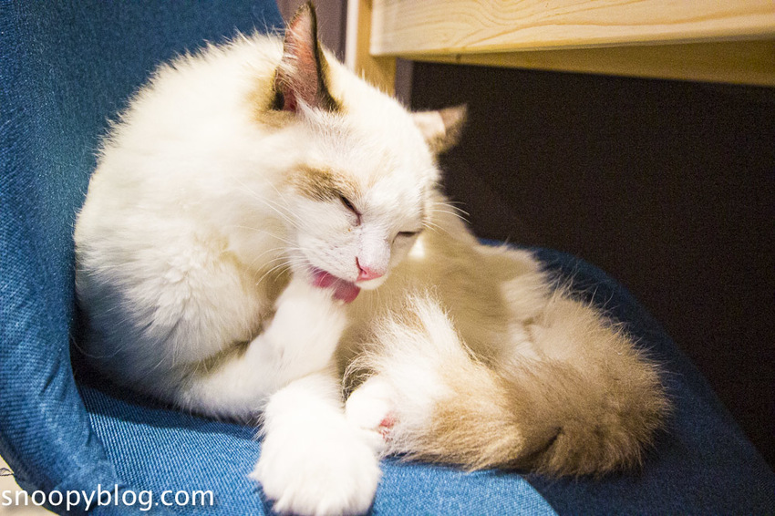 台北狐獴主題餐廳｜肉球森林～獅子王裡的丁滿真實現身，能與貓咪、狐獴與大嘴鳥親密互動超級療癒