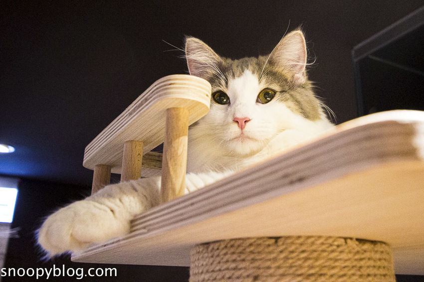 台北狐獴主題餐廳｜肉球森林～獅子王裡的丁滿真實現身，能與貓咪、狐獴與大嘴鳥親密互動超級療癒