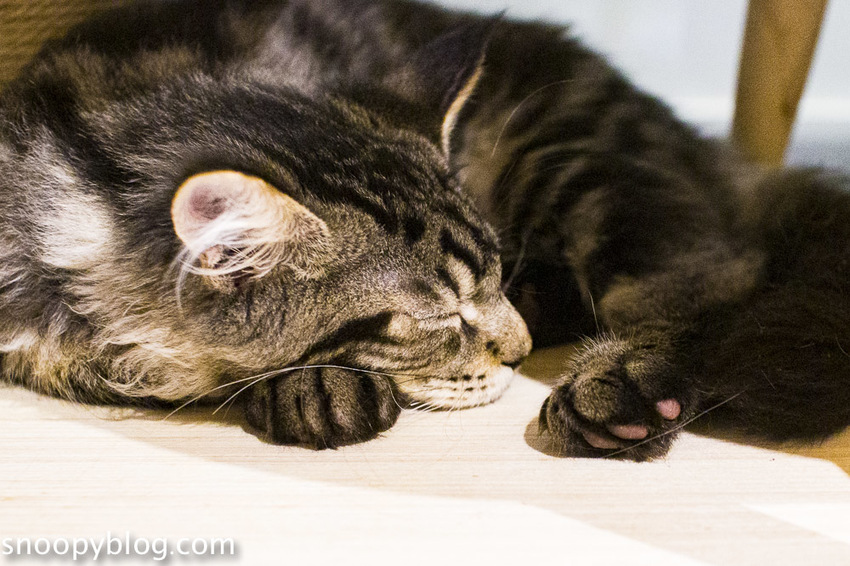 台北狐獴主題餐廳｜肉球森林～獅子王裡的丁滿真實現身，能與貓咪、狐獴與大嘴鳥親密互動超級療癒