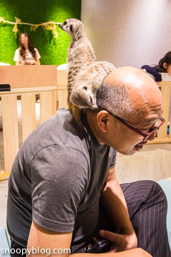 台北狐獴主題餐廳｜肉球森林～獅子王裡的丁滿真實現身，能與貓咪、狐獴與大嘴鳥親密互動超級療癒