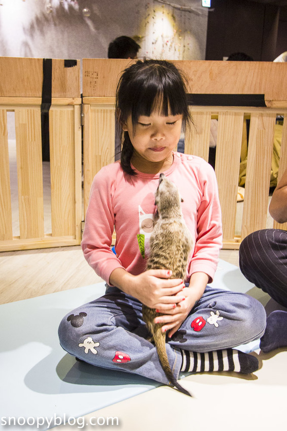 台北狐獴主題餐廳｜肉球森林～獅子王裡的丁滿真實現身，能與貓咪、狐獴與大嘴鳥親密互動超級療癒