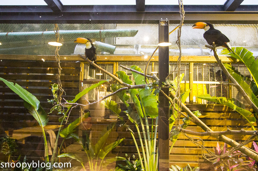 台北狐獴主題餐廳｜肉球森林～獅子王裡的丁滿真實現身，能與貓咪、狐獴與大嘴鳥親密互動超級療癒