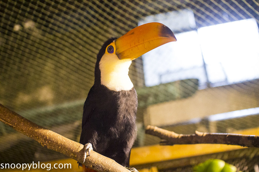 台北狐獴主題餐廳｜肉球森林～獅子王裡的丁滿真實現身，能與貓咪、狐獴與大嘴鳥親密互動超級療癒