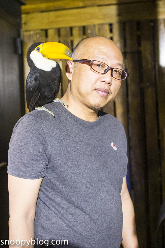 台北狐獴主題餐廳｜肉球森林～獅子王裡的丁滿真實現身，能與貓咪、狐獴與大嘴鳥親密互動超級療癒