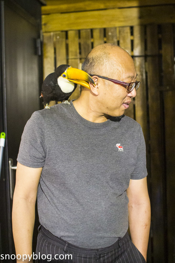 台北狐獴主題餐廳｜肉球森林～獅子王裡的丁滿真實現身，能與貓咪、狐獴與大嘴鳥親密互動超級療癒