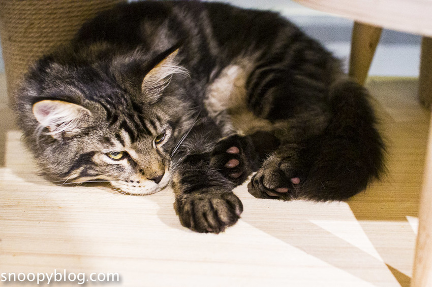 台北狐獴主題餐廳｜肉球森林～獅子王裡的丁滿真實現身，能與貓咪、狐獴與大嘴鳥親密互動超級療癒