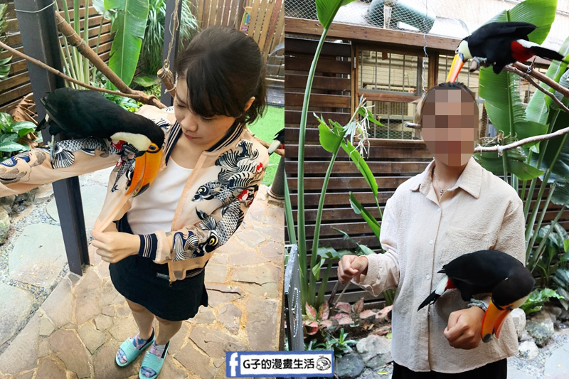 台北東門站/永康街-肉球森林.動物主題餐廳.狐獴.貓.大嘴鳥