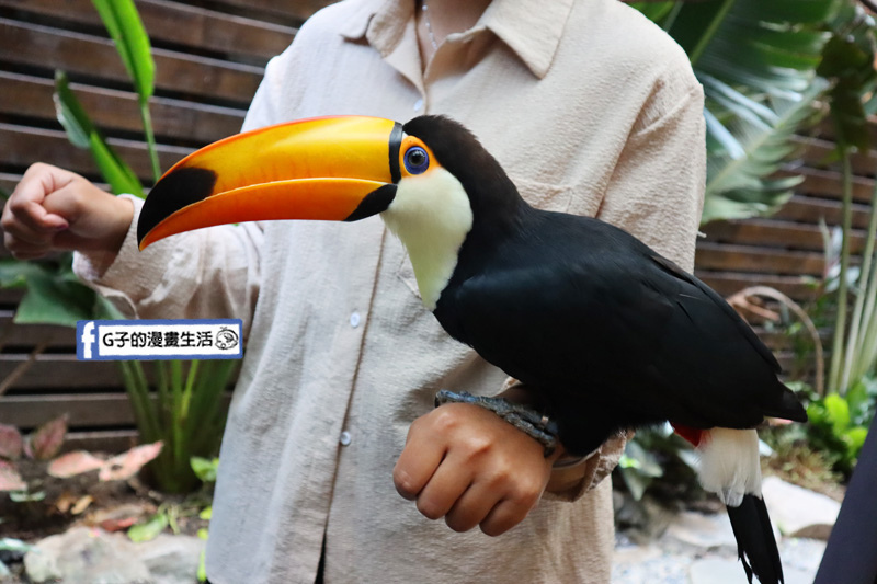 台北東門站/永康街-肉球森林.動物主題餐廳.狐獴.貓.大嘴鳥