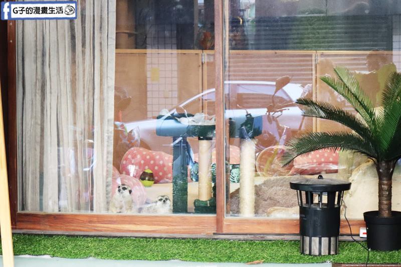 台北東門站/永康街-肉球森林.動物主題餐廳.狐獴.貓.大嘴鳥