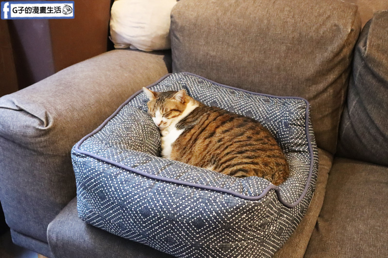 台北東門站/永康街-肉球森林.動物主題餐廳.狐獴.貓.大嘴鳥