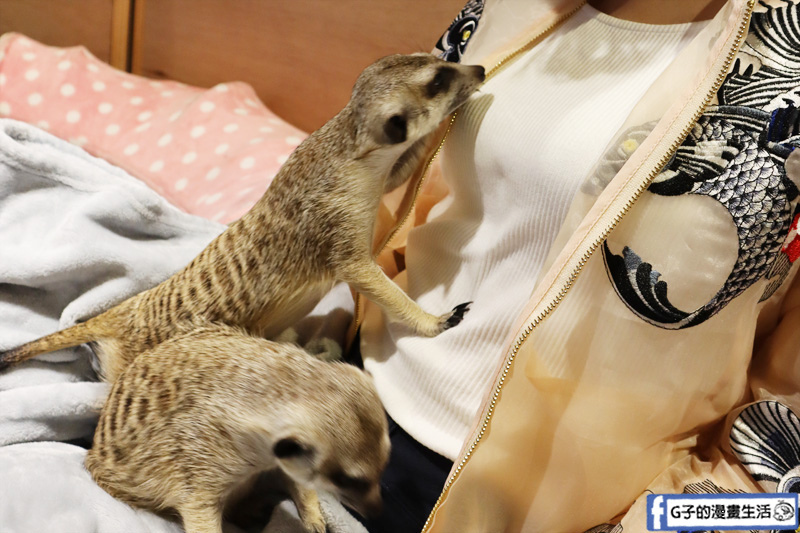 台北東門站/永康街-肉球森林.動物主題餐廳.狐獴.貓.大嘴鳥