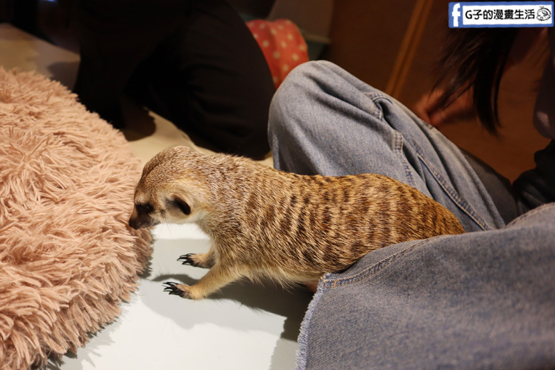 台北東門站/永康街-肉球森林.動物主題餐廳.狐獴.貓.大嘴鳥