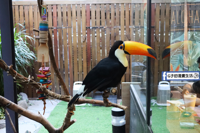 台北東門站/永康街-肉球森林.動物主題餐廳.狐獴.貓.大嘴鳥