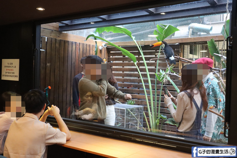 台北東門站/永康街-肉球森林.動物主題餐廳.狐獴.貓.大嘴鳥