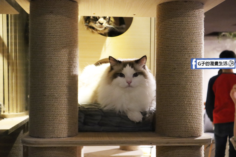 台北東門站/永康街-肉球森林.動物主題餐廳.狐獴.貓.大嘴鳥