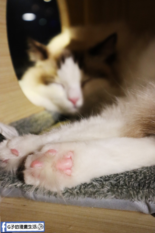 台北東門站/永康街-肉球森林.動物主題餐廳.狐獴.貓.大嘴鳥