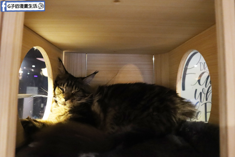 台北東門站/永康街-肉球森林.動物主題餐廳.狐獴.貓.大嘴鳥