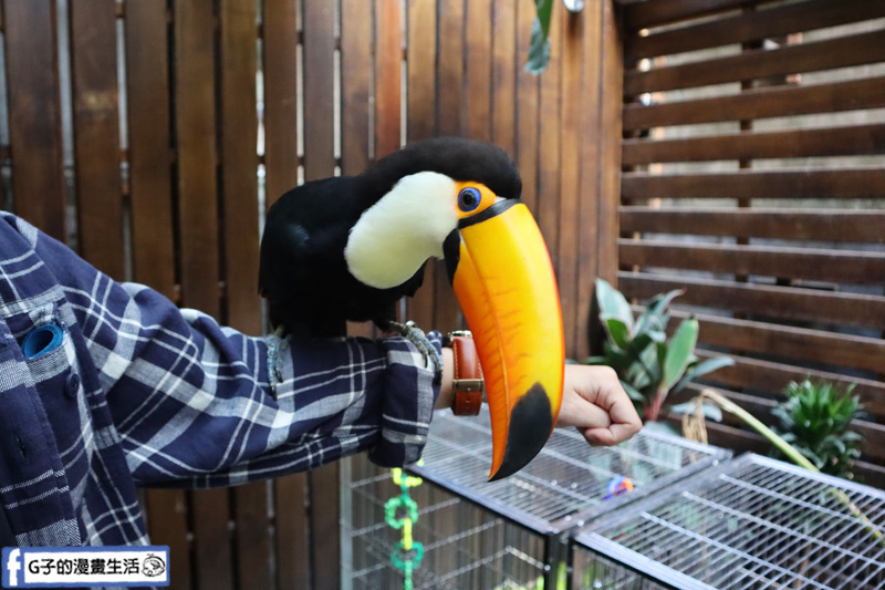 台北東門站/永康街-肉球森林.動物主題餐廳.狐獴.貓.大嘴鳥