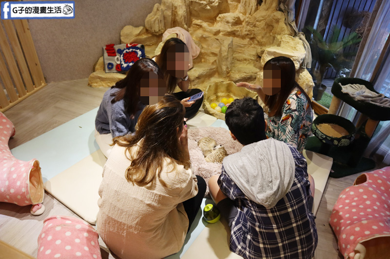 台北東門站/永康街-肉球森林.動物主題餐廳.狐獴.貓.大嘴鳥