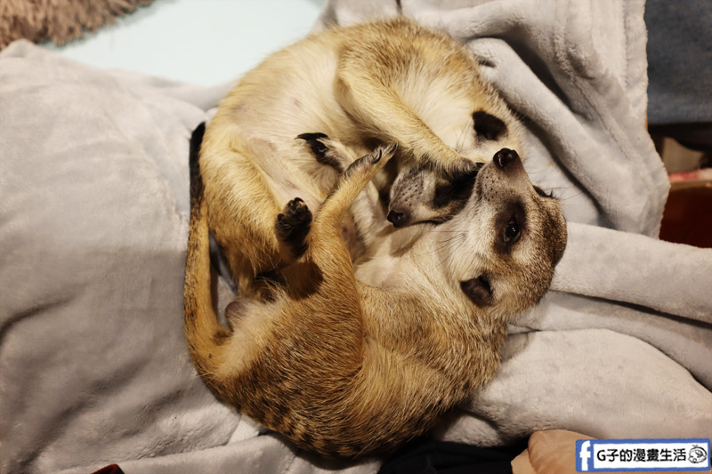 台北東門站/永康街-肉球森林.動物主題餐廳.狐獴.貓.大嘴鳥