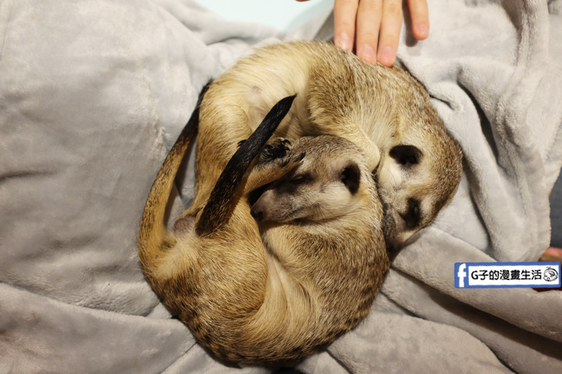 台北東門站/永康街-肉球森林.動物主題餐廳.狐獴.貓.大嘴鳥