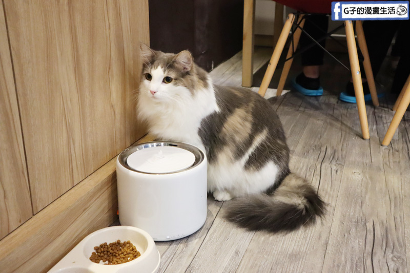 台北東門站/永康街-肉球森林.動物主題餐廳.狐獴.貓.大嘴鳥