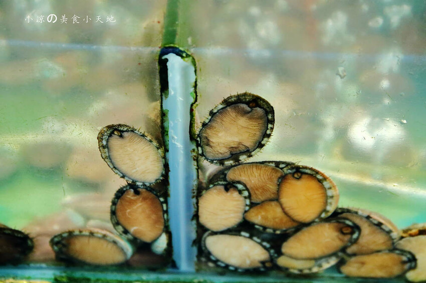 野柳海鮮推薦!望海亭海鮮餐廳,桌菜只要6000還有龍蝦!大口吃現撈活海鮮來這就對了!