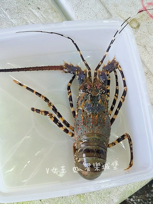 野柳望海亭海鮮餐廳｜超新鮮現撈活海鮮，活龍蝦一隻$680，現