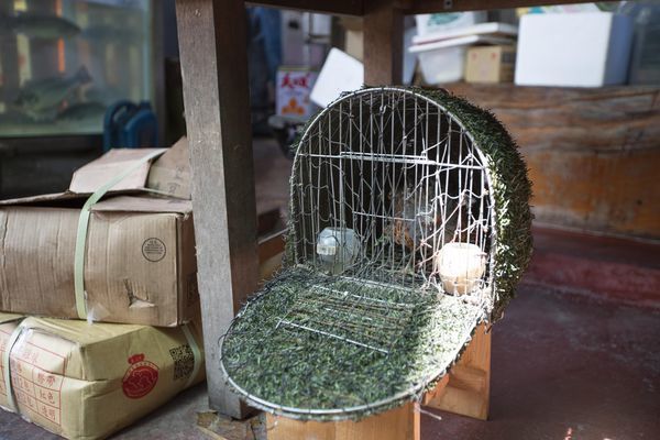 台雞店(烏來) - 16