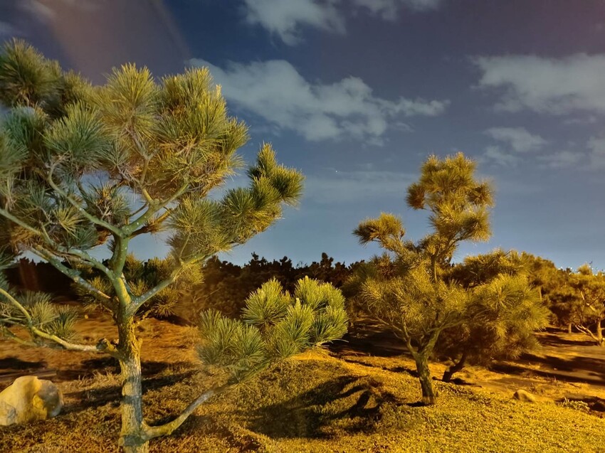 【台中.沙鹿】黑森林最美夜景+夕陽景觀餐廳。寵物友善咖啡義大利麵鬆餅燉飯餐點有一定水準