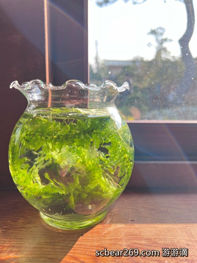 【龍潭】「晴耕雨讀小書院.田野間裡的三合院老宅獨立書店(景觀咖啡/輕食/鹹派/二手書/明信片/文創商品)」