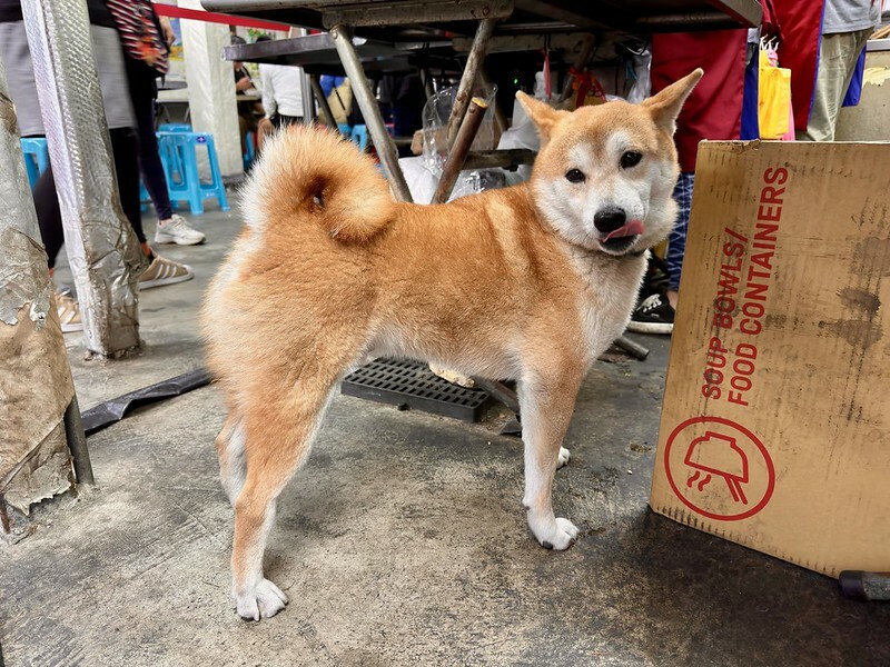 花蓮縣玉里鎮花蓮美食｜玉里橋頭臭豆腐本店，終於造訪了傳說中超美味臭豆腐！！！（花蓮旅遊/台灣小吃）