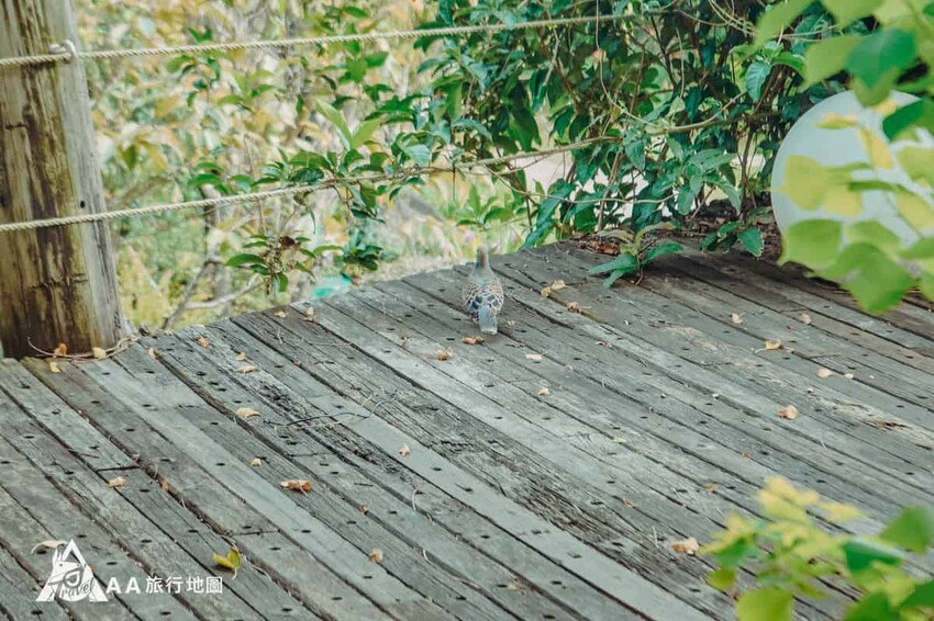 這次拍照的時候還有一個意外小插曲，有一隻鳥來當我們的模特兒