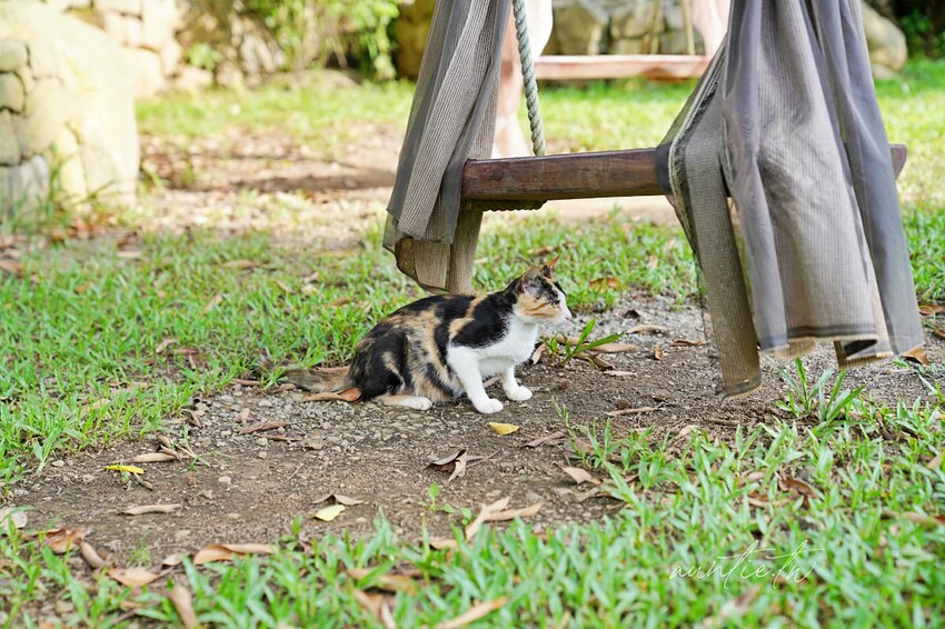 【苗栗】卓蘭|寨酌然 野奢庄園,弍寓奢華頂級Villa,直接住在森林裡,蟲鳴鳥叫自然生態野營區推薦