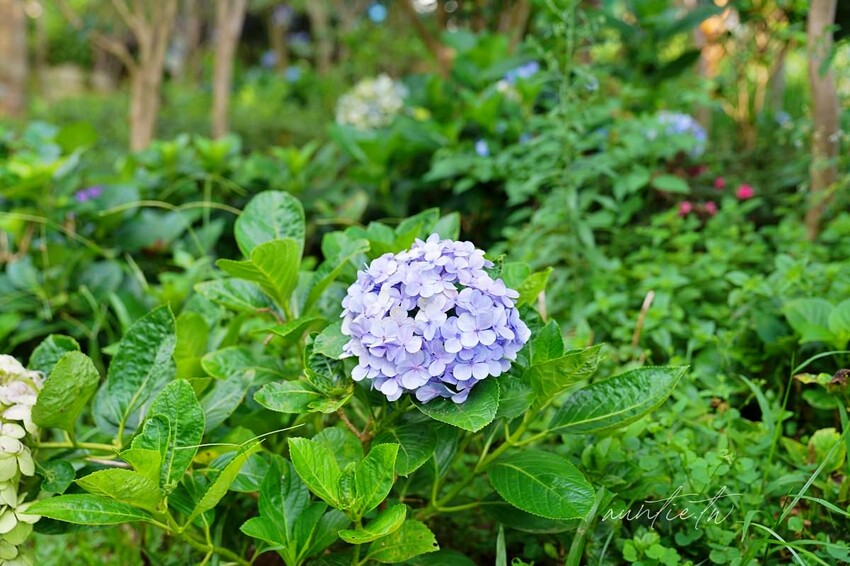 【苗栗】卓蘭|寨酌然 野奢庄園,弍寓奢華頂級Villa,直接住在森林裡,蟲鳴鳥叫自然生態野營區推薦