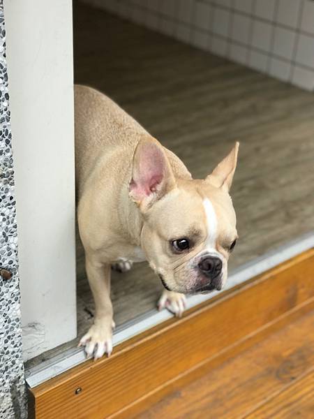 (新竹)綠豆沙專賣店 加入虎山鮮奶超濃厚 可愛法鬥店長等您來喔-法豆