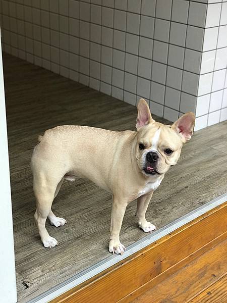 (新竹)綠豆沙專賣店 加入虎山鮮奶超濃厚 可愛法鬥店長等您來喔-法豆